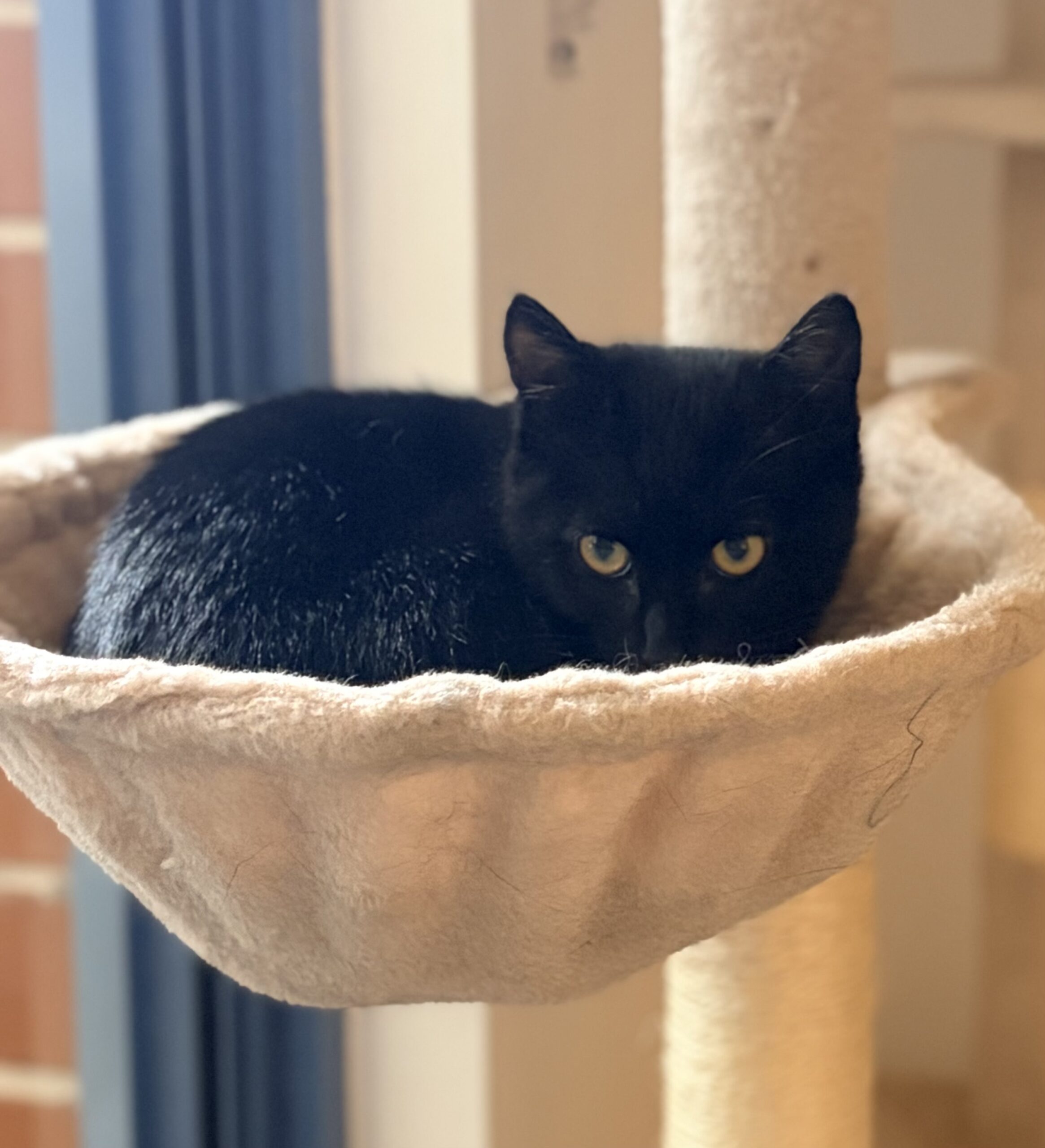 Max - little black panther with a golden heart - Image 3