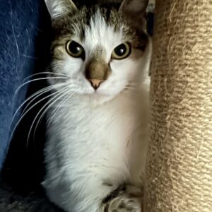 Rogue - a gentle boy who just needs a little time