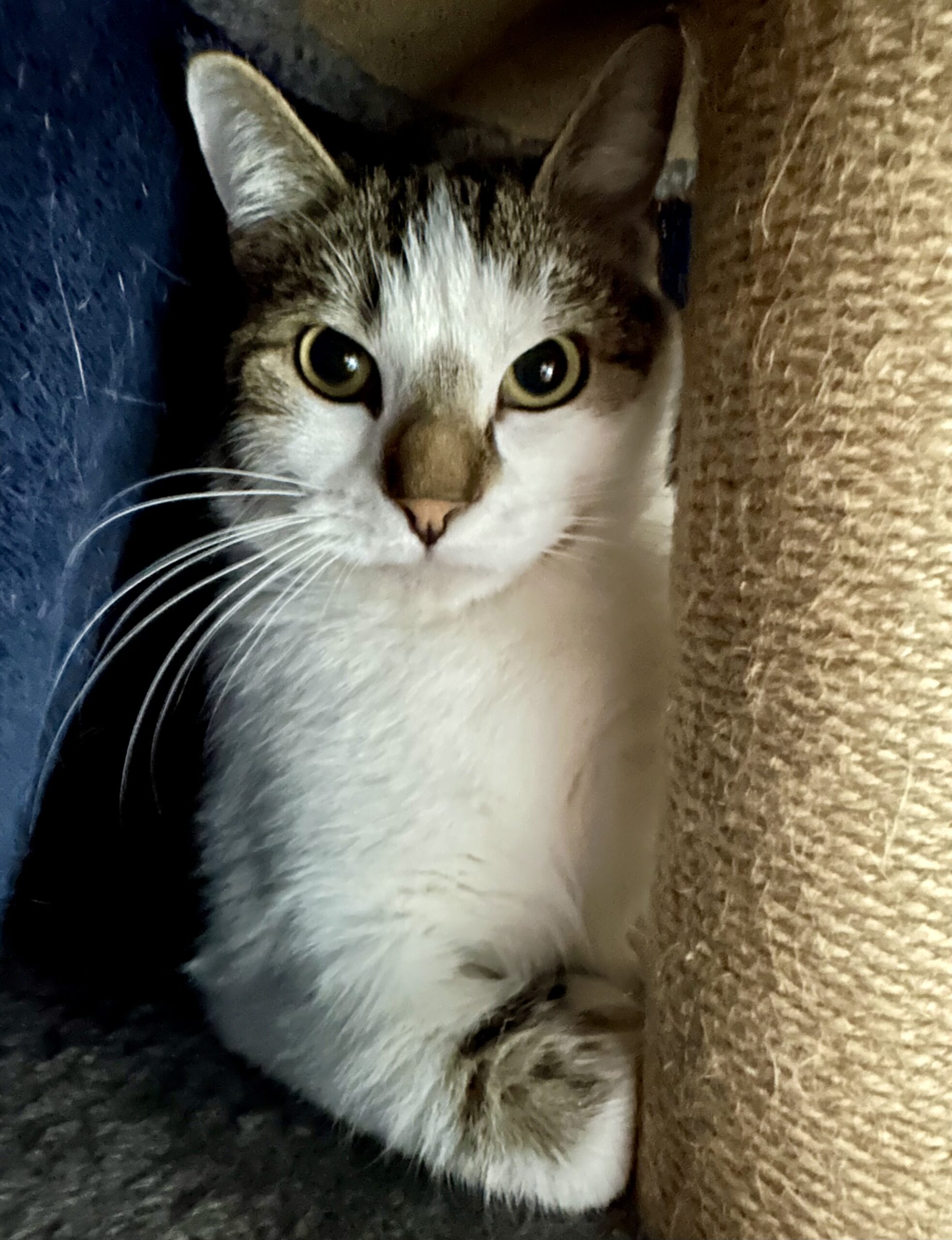 Rogue - a gentle boy who just needs a little time