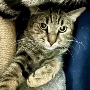 Raven - quietly charming, completely lovable