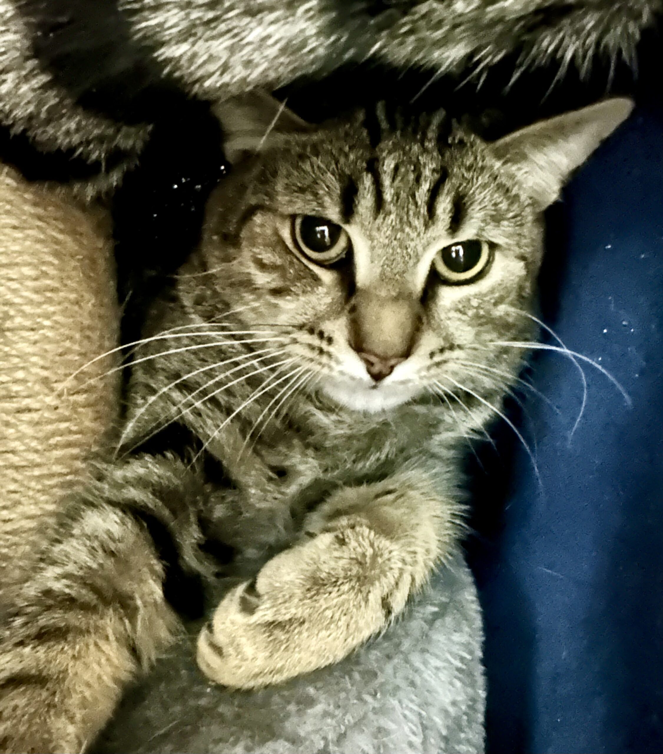 Raven - quietly charming, completely lovable