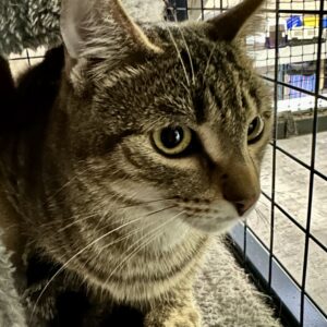 Riley - a gentle tabby with a loving heart