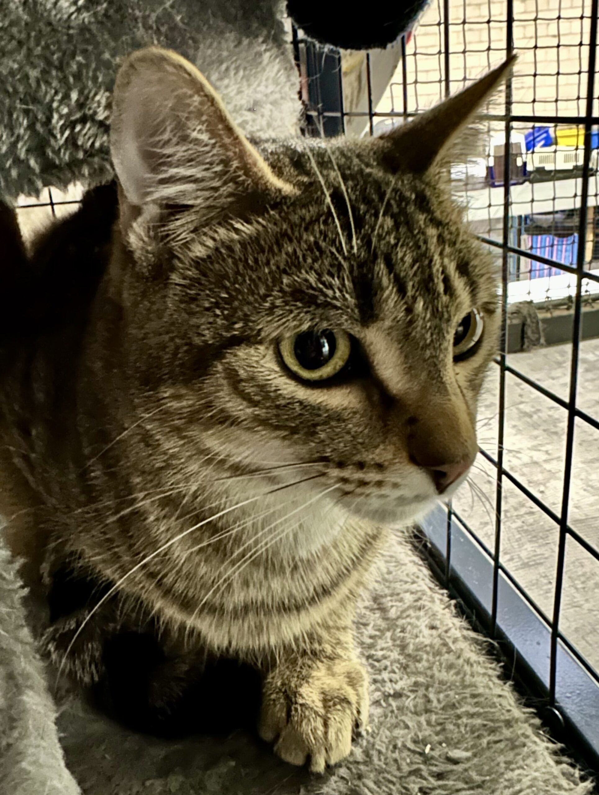 Riley - a gentle tabby with a loving heart