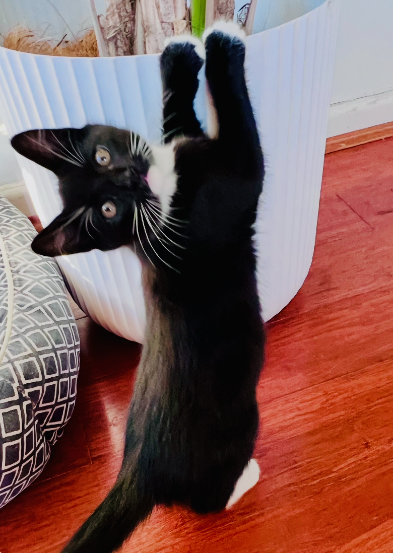 Johnny - cute clever and full of mischief - Image 4