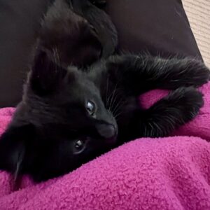 Jules - gentle little love-bug