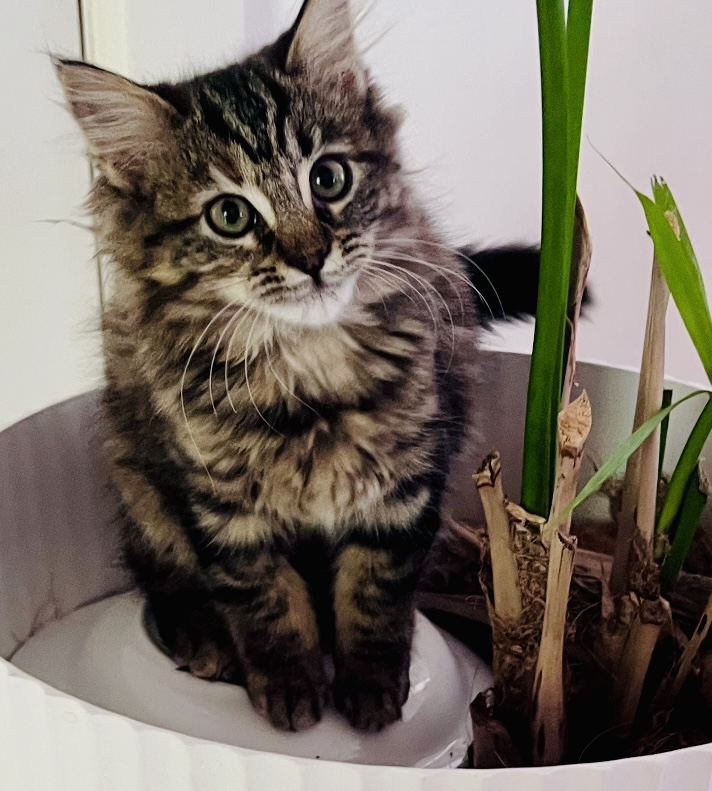 Jaffa - gentle little explorer - Image 2