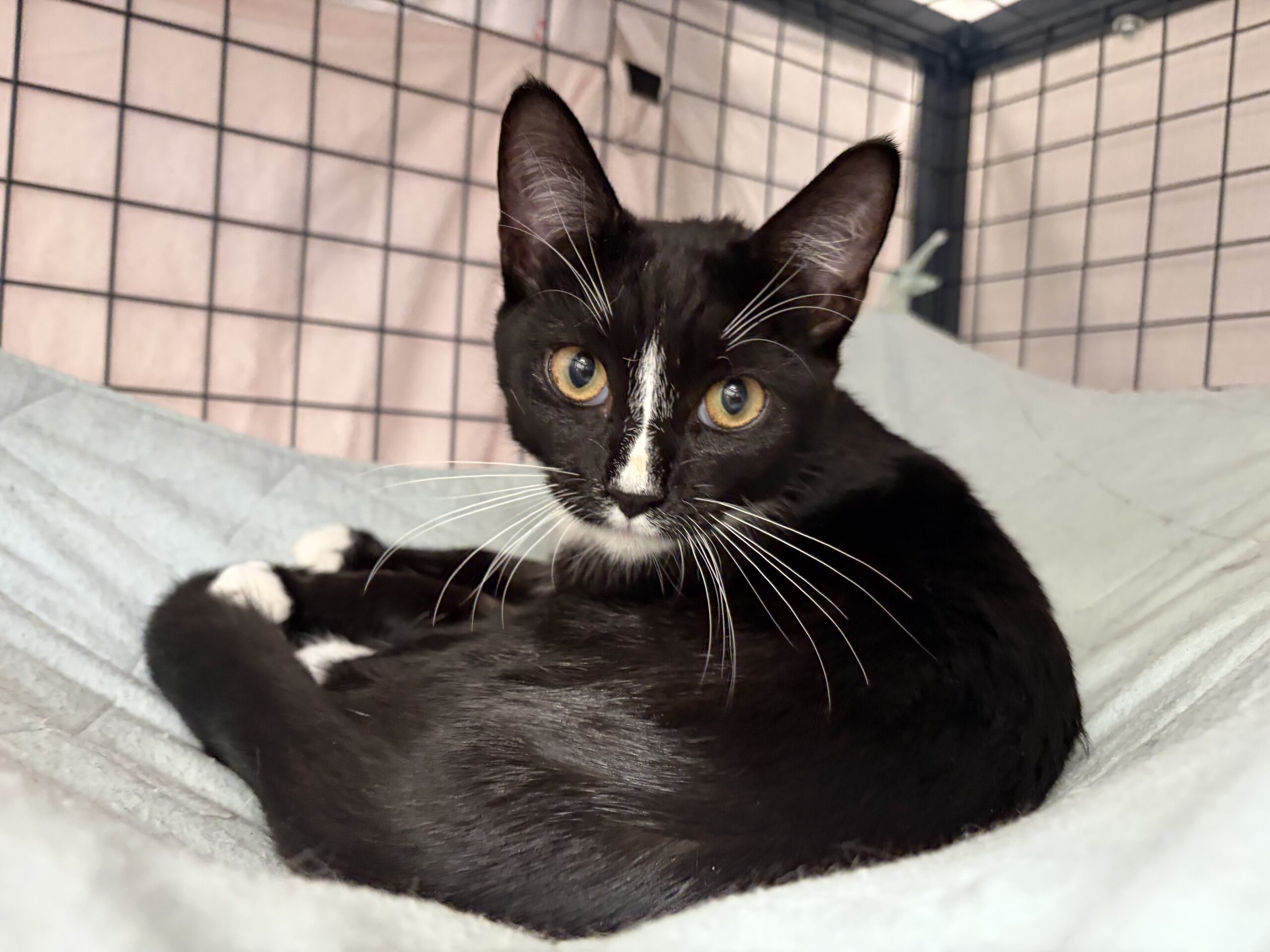Caitlin - a little lady with a big heart