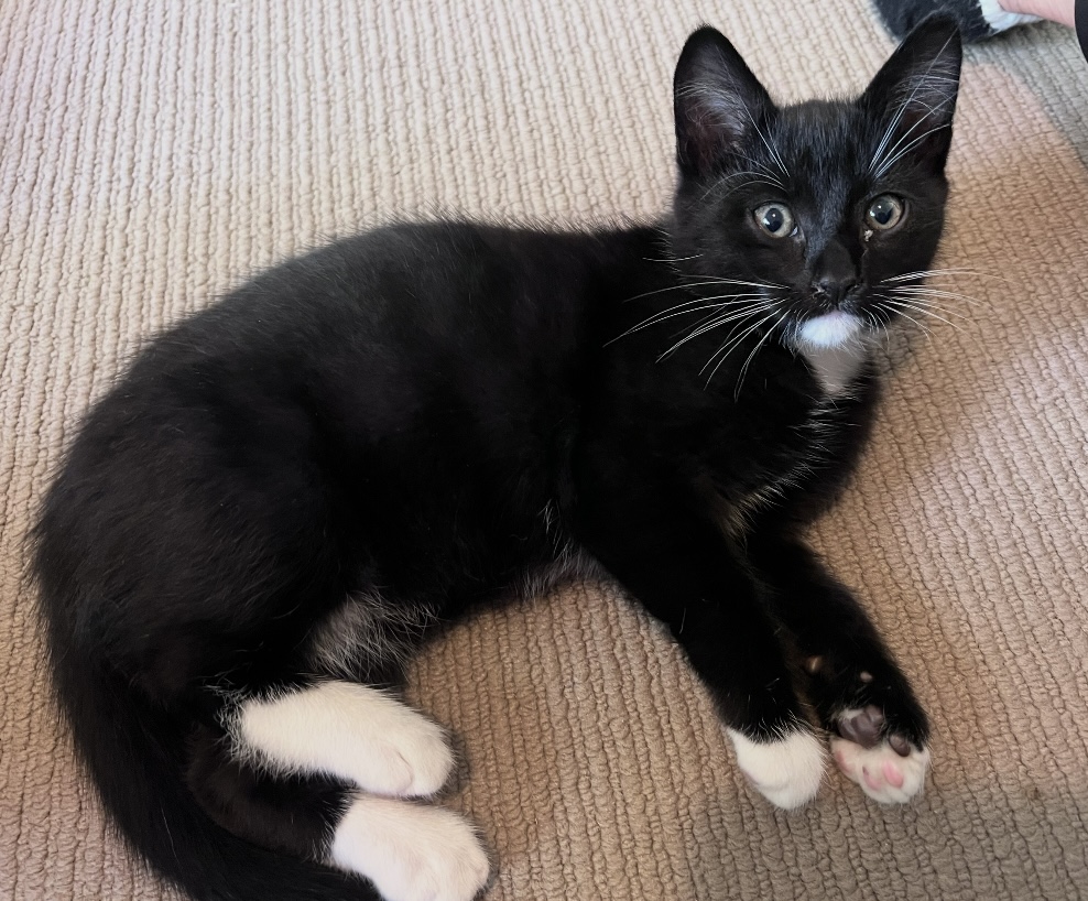 Johnny - cute clever and full of mischief - Image 3