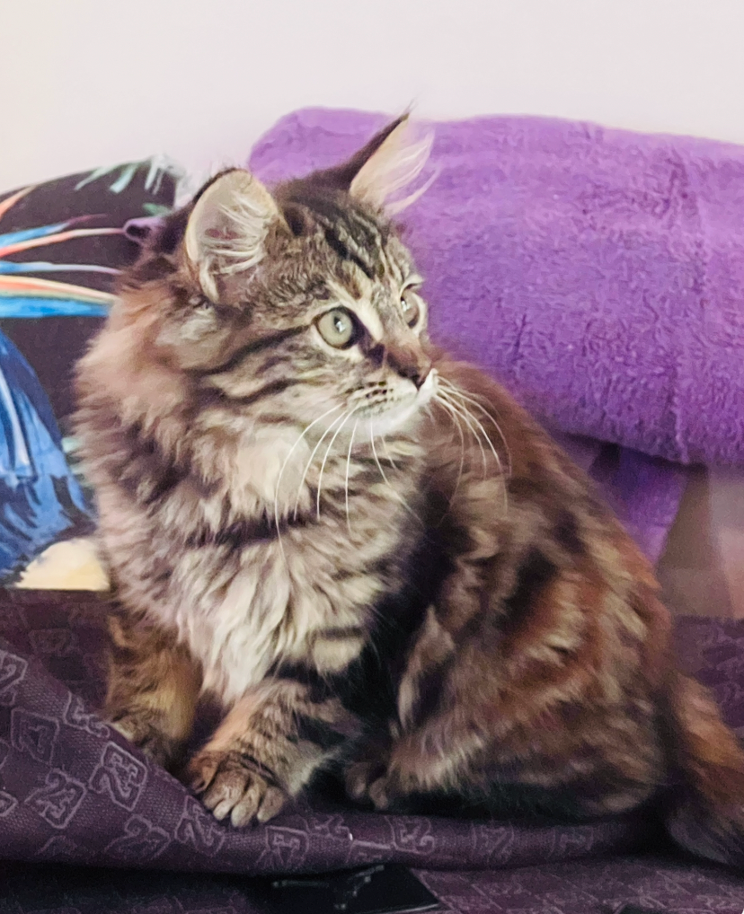 Jaffa - gentle little explorer - Image 3