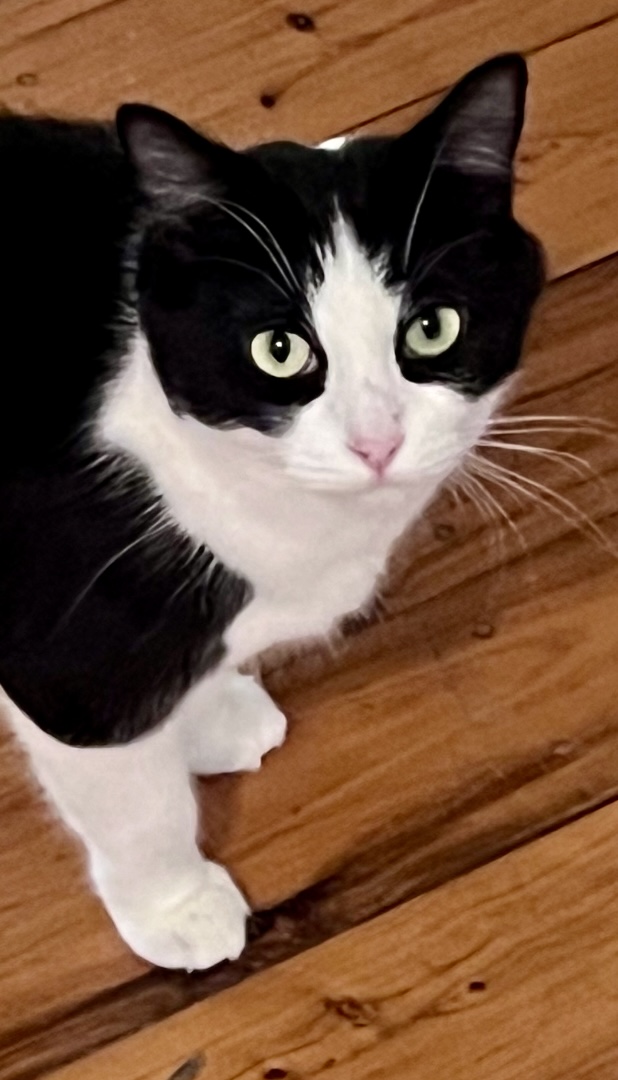 Suzie - a graceful and gentle sweetheart - Image 4