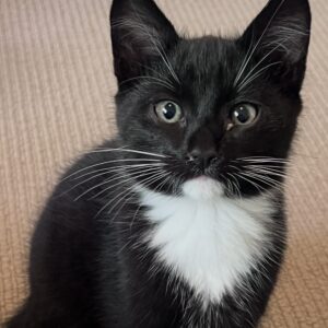 Johnny - cute clever and full of mischief