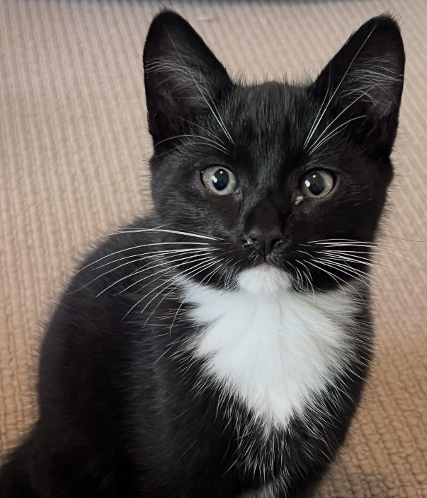 Johnny - cute clever and full of mischief