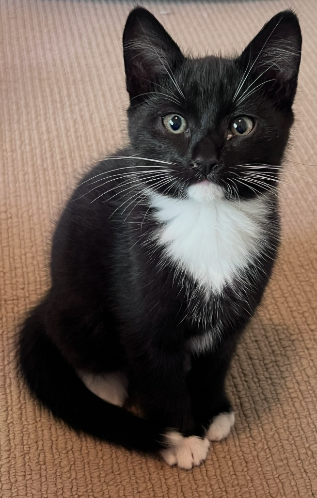 Johnny - cute clever and full of mischief - Image 2