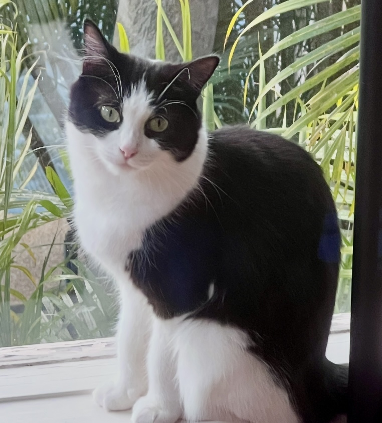 Suzie - a graceful and gentle sweetheart - Image 2
