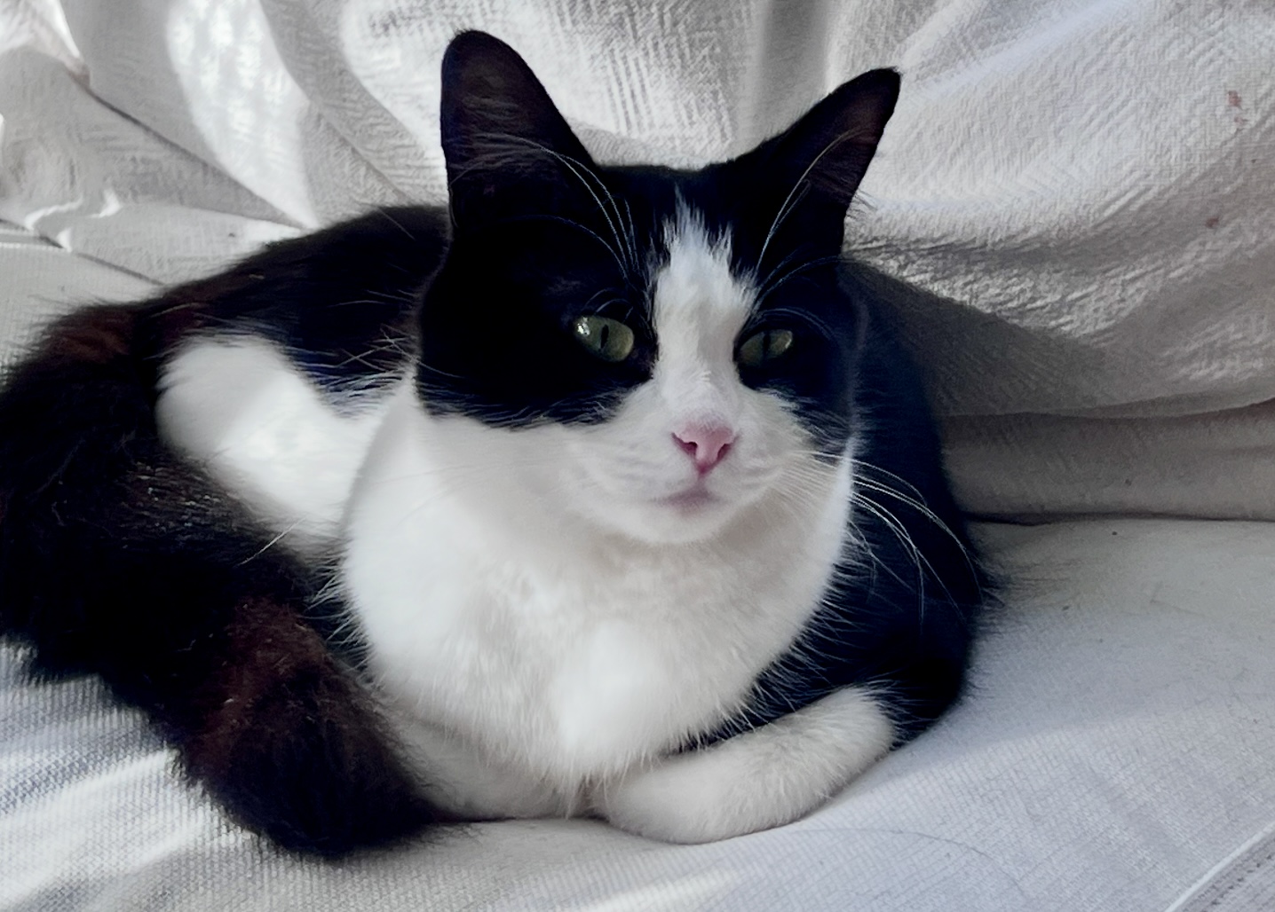 Suzie - a graceful and gentle sweetheart - Image 3