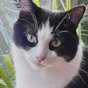Suzie - a graceful and gentle sweetheart