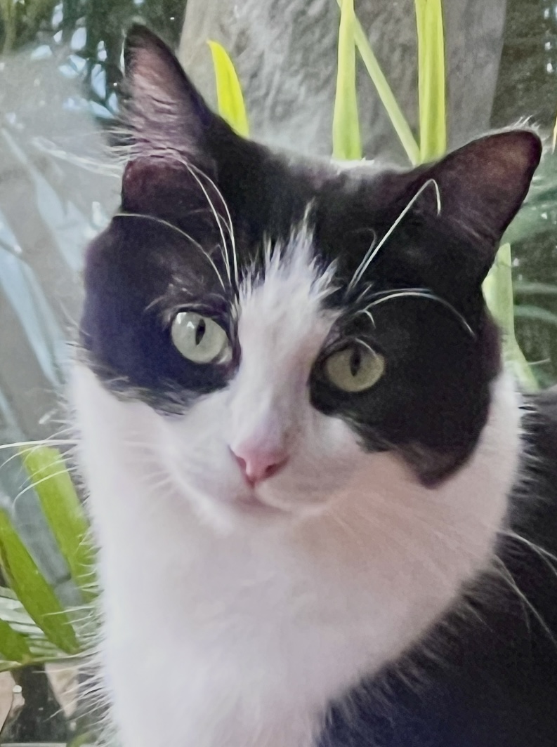 Suzie - a graceful and gentle sweetheart