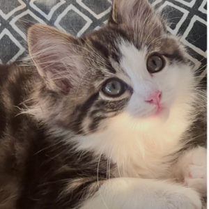 Jolie - little girl with a big personality