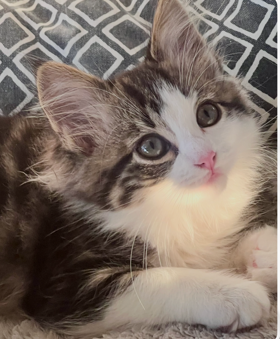 Jolie - little girl with a big personality