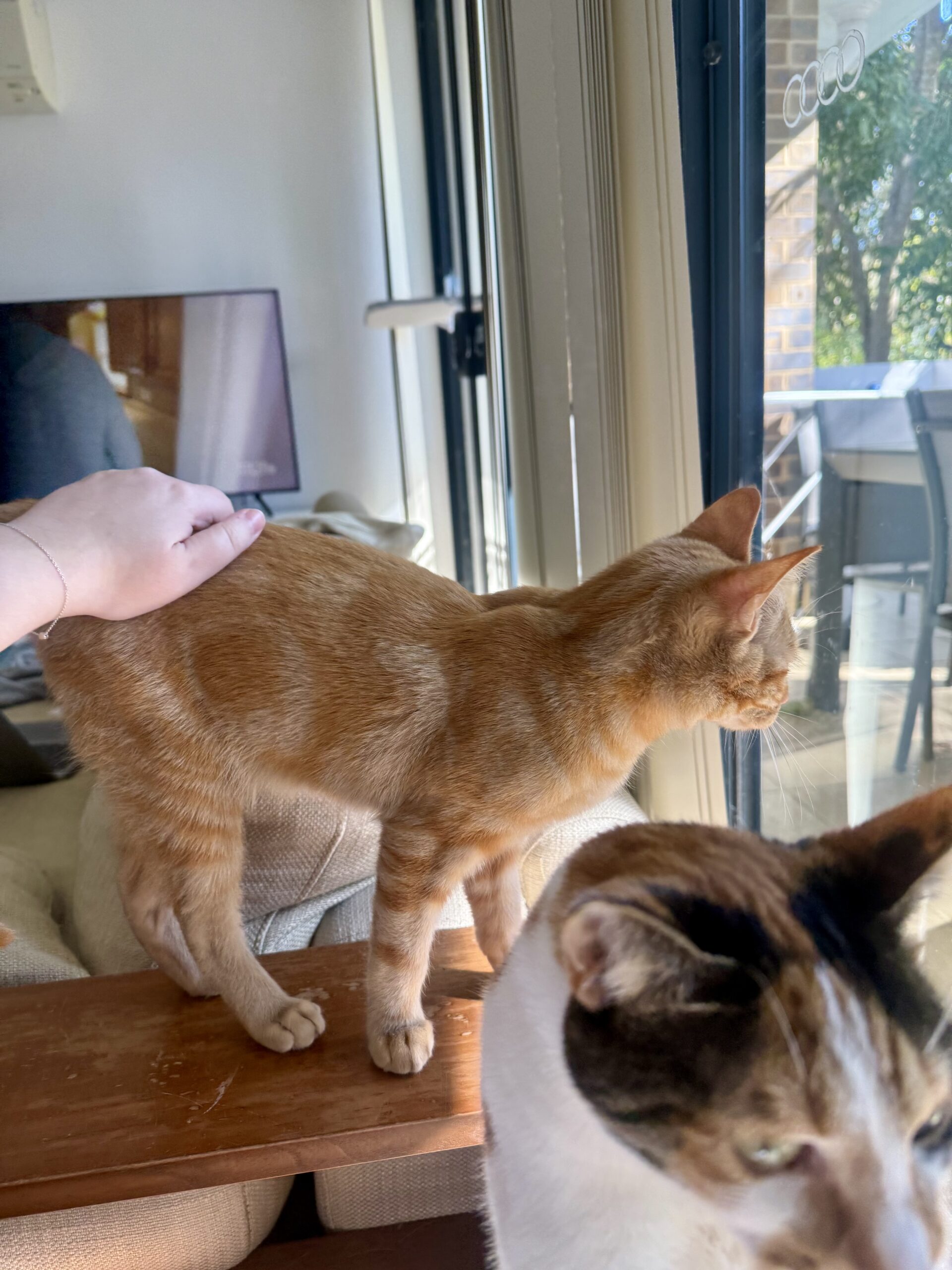 Pippin - a sweet and gentle boy - Image 3