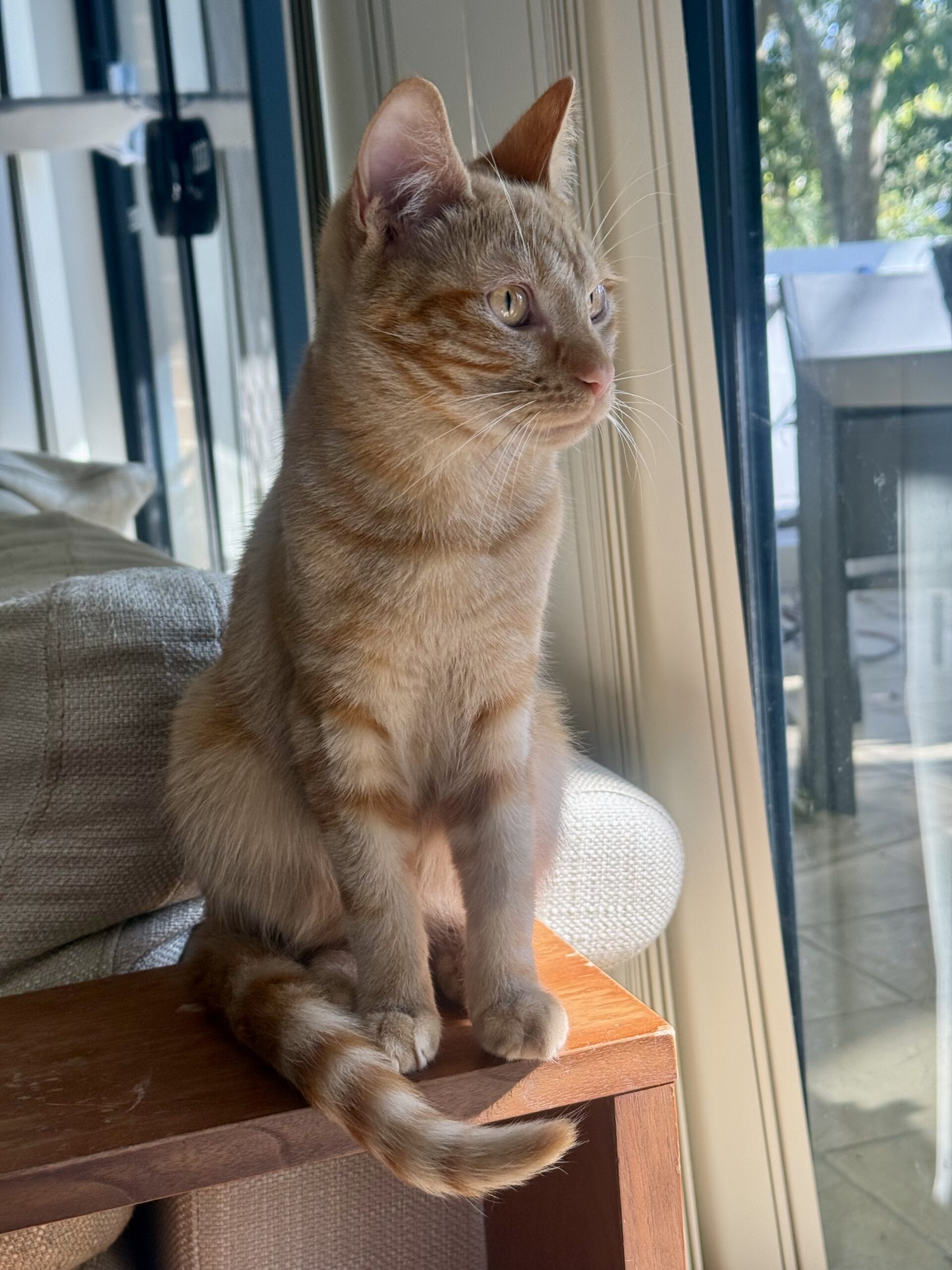 Pippin - a sweet and gentle boy - Image 4
