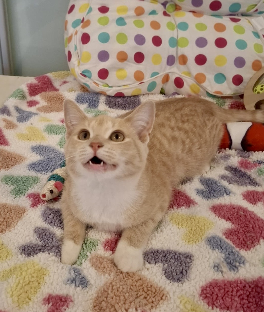 Jimmy - the fun-loving purr machine - Image 4