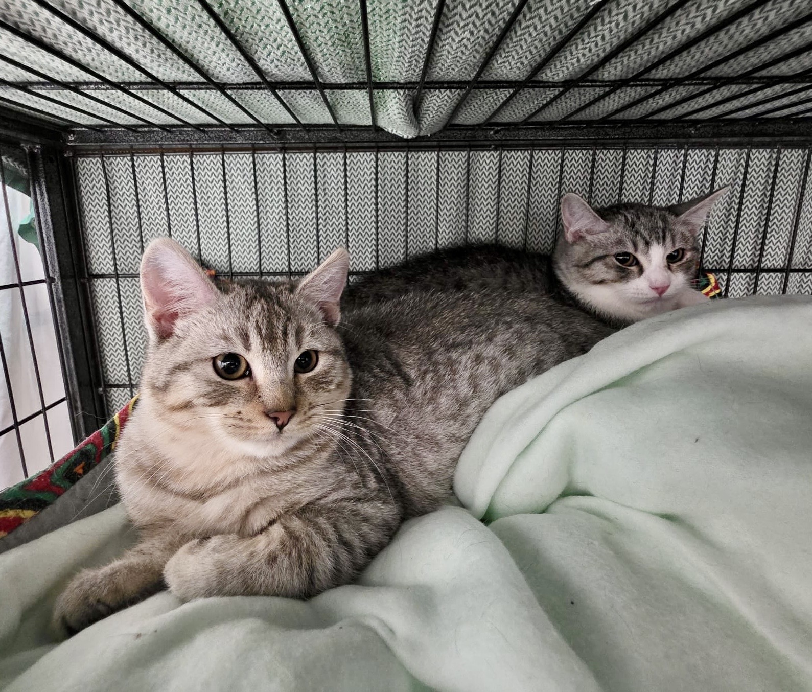 Frankie and Floyd - double the fun, double the love - Image 2