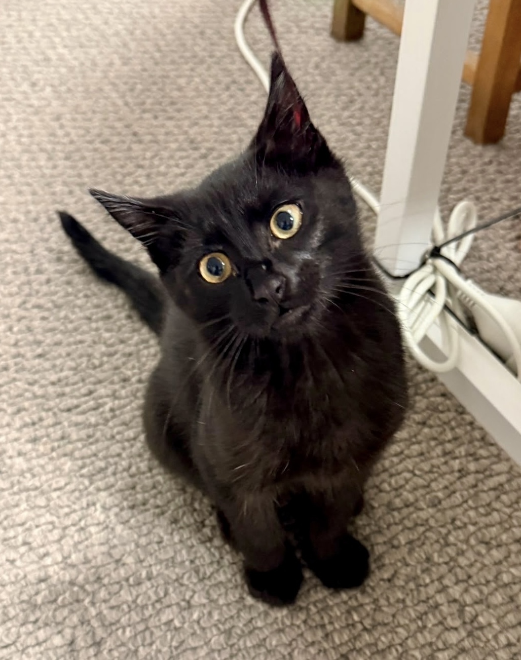 Max - little black panther with a golden heart - Image 2