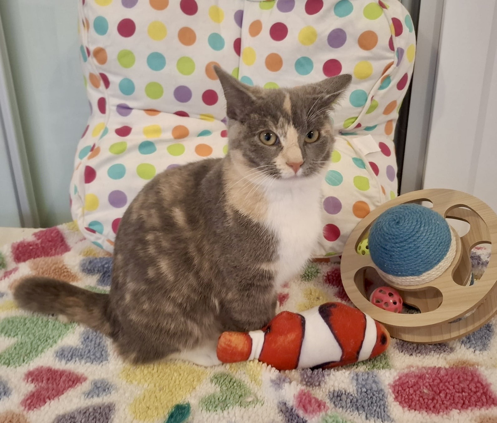 Pepper - tiny supervisor, big heart - Image 2