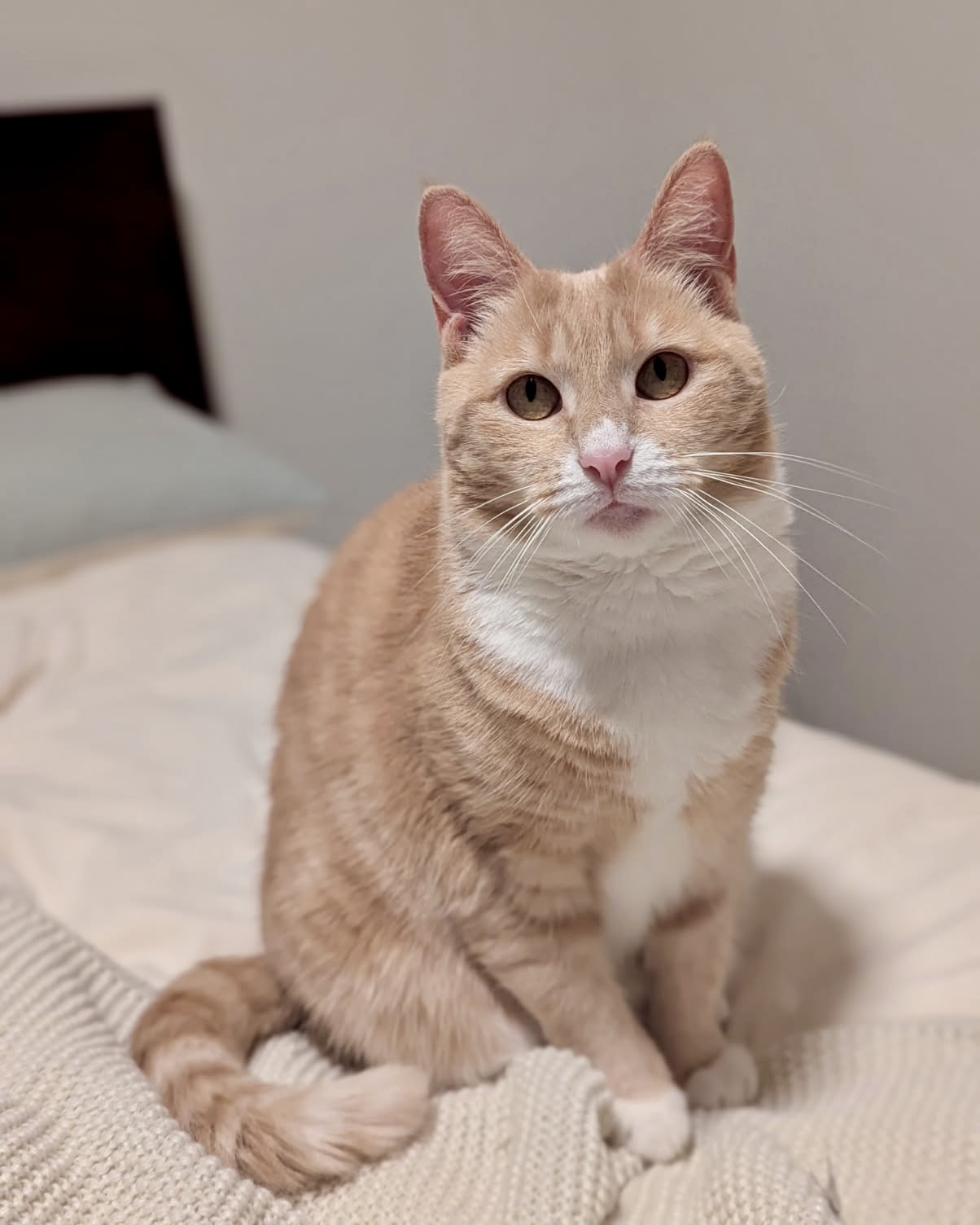 Peaches - a sweet girl who has found her confidence - Image 2
