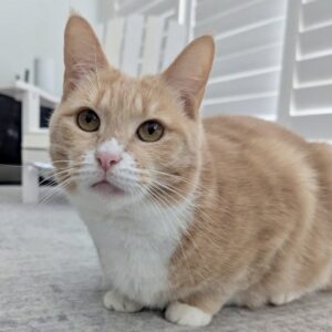 Peaches - a sweet girl who has found her confidence