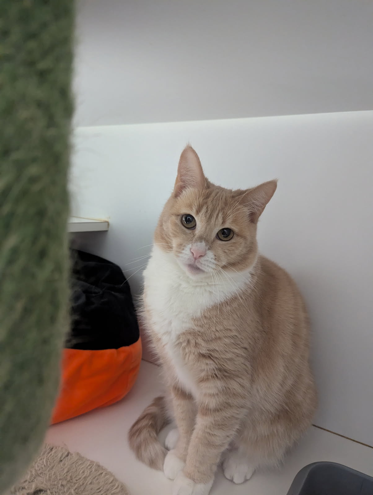 Peaches - a sweet girl who has found her confidence - Image 5