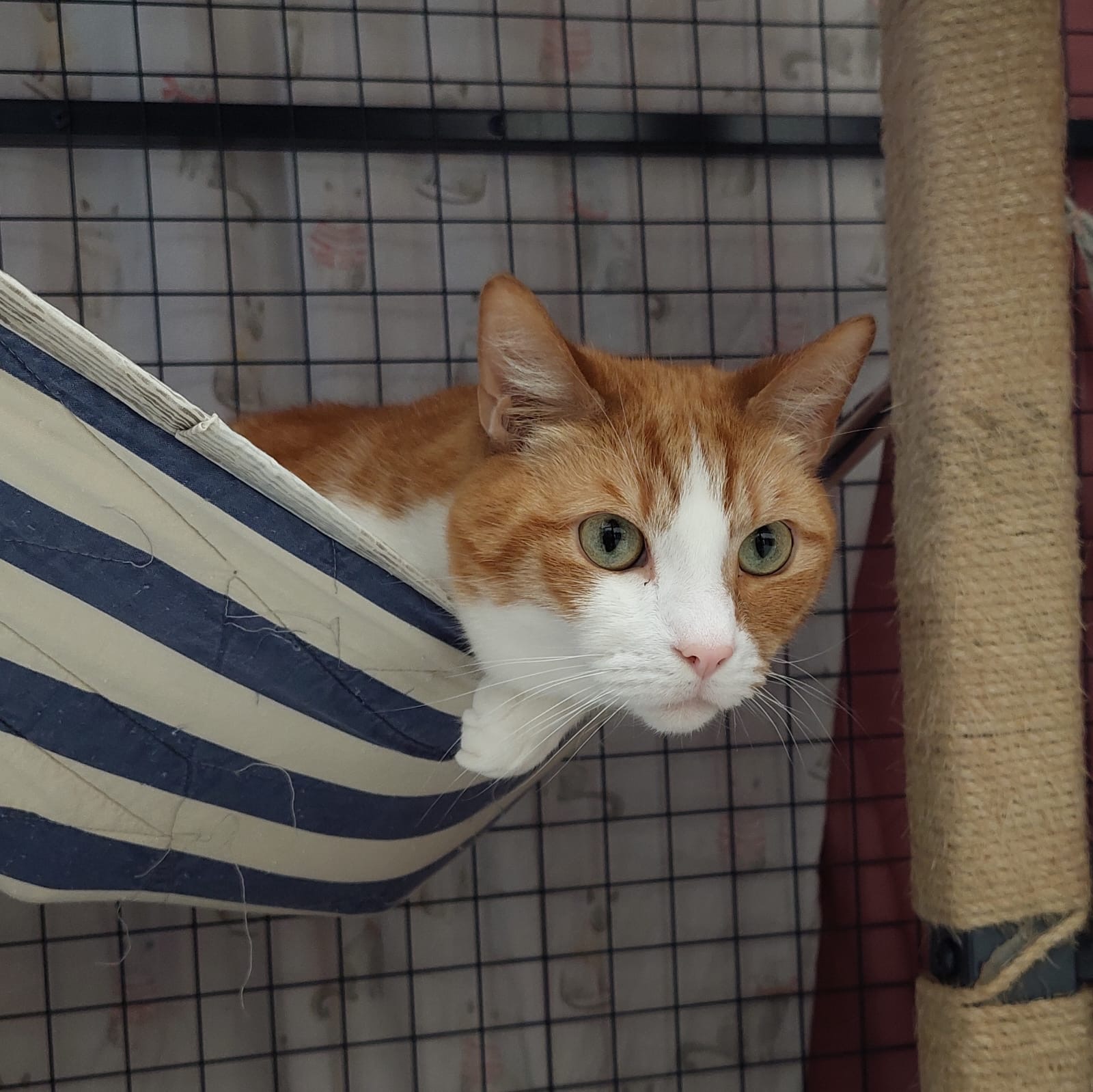 Mango and Truffle - two gentle sweethearts - Image 5