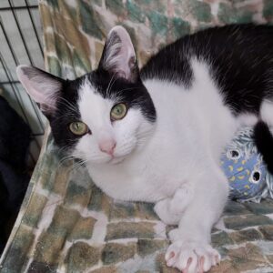 Maggie - playful, spirited and full of personality