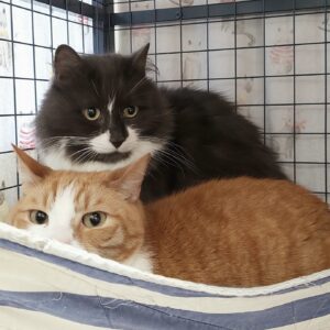 Mango and Truffle - two gentle sweethearts