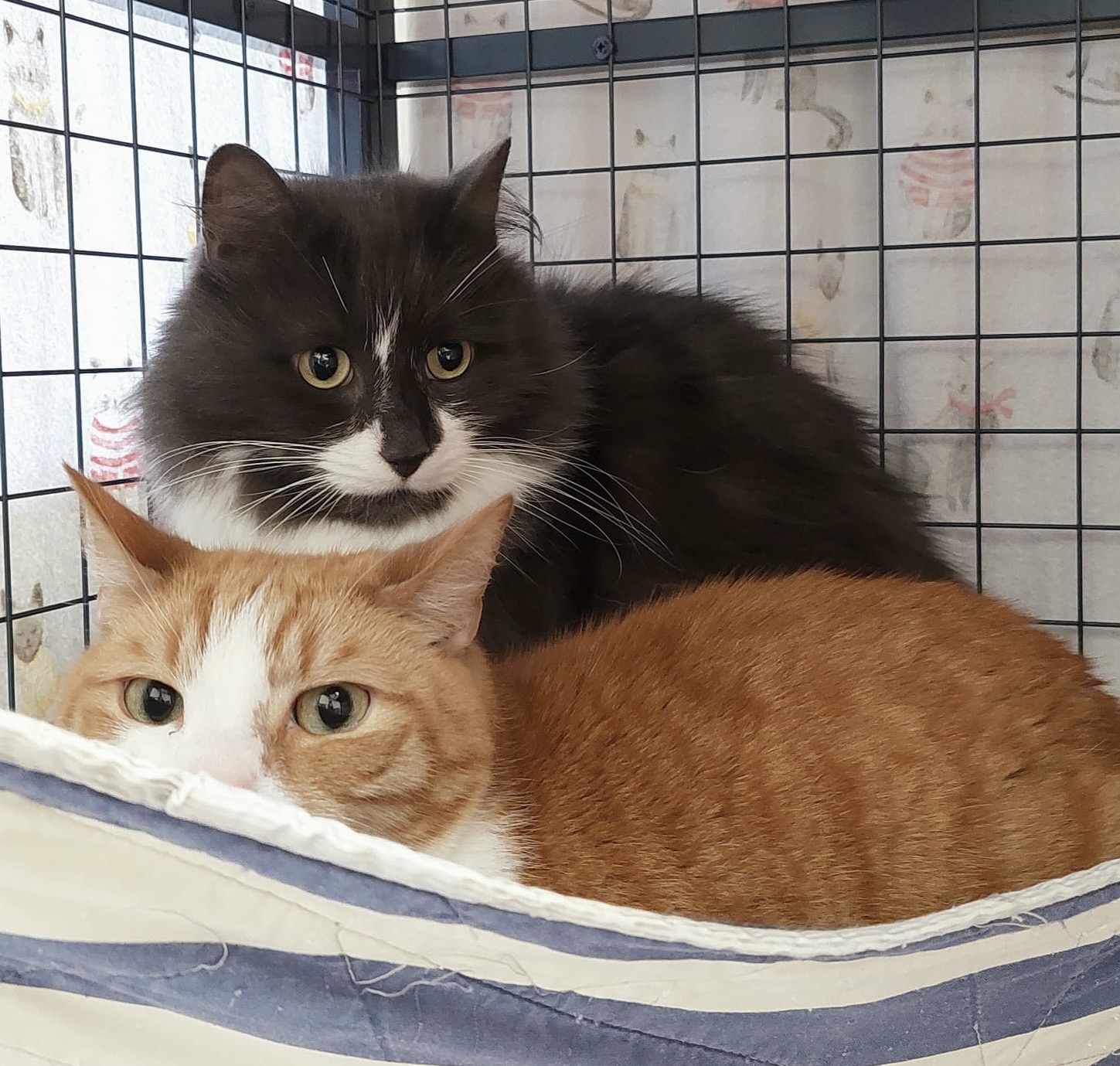 Mango and Truffle - two gentle sweethearts