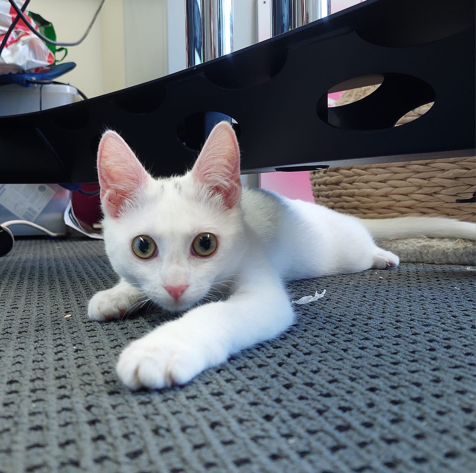 Persephone - energetic, inquisitive and irresistable - Image 3