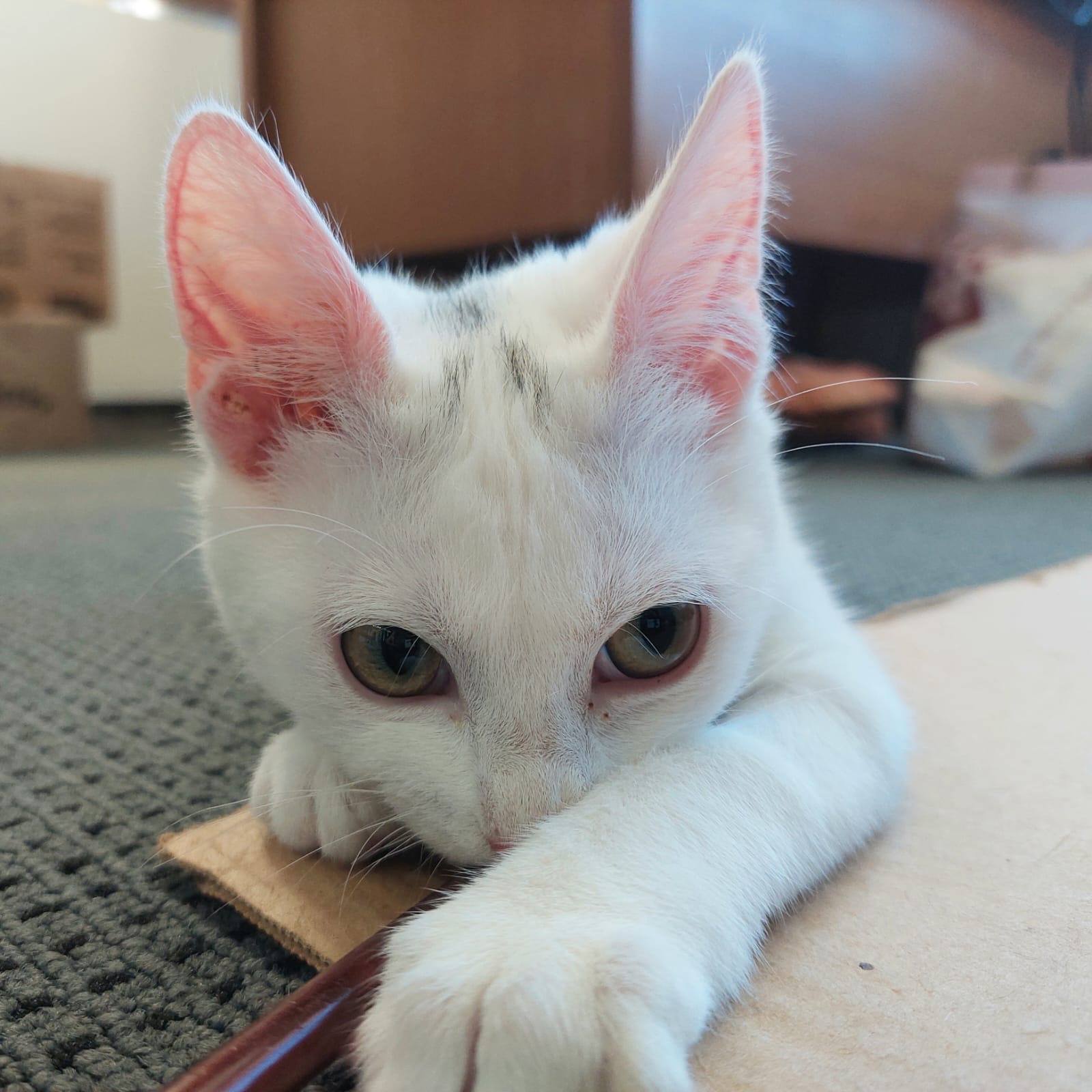 Persephone - energetic, inquisitive and irresistable - Image 4