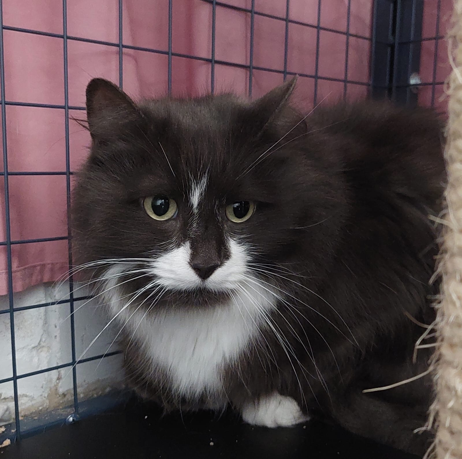 Mango and Truffle - two gentle sweethearts - Image 2