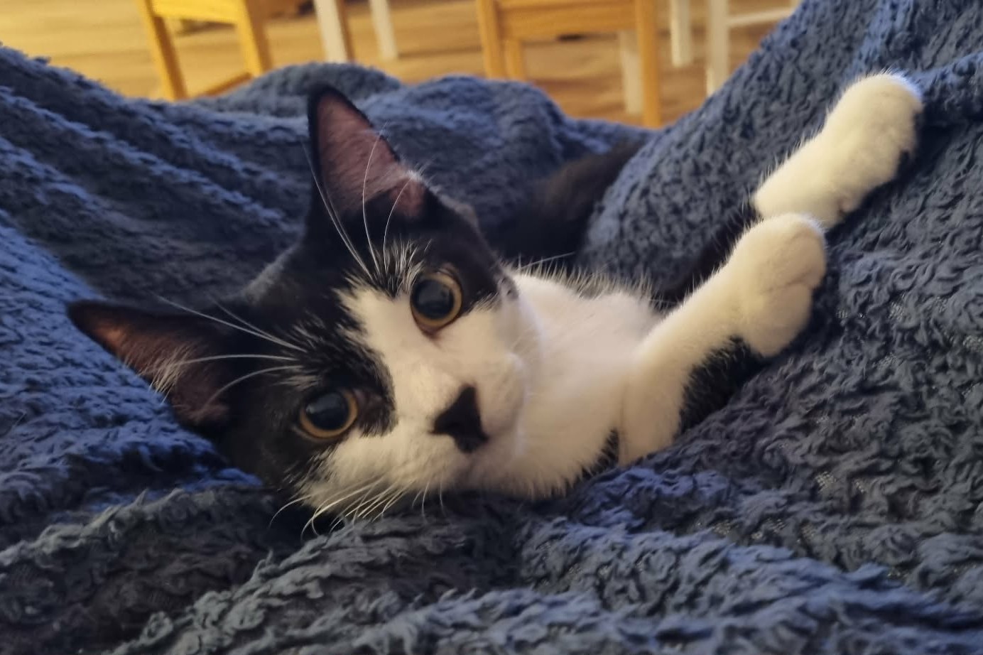 Happy Tails – Oreo (our Clove) …from curious newcomer to cherished family member