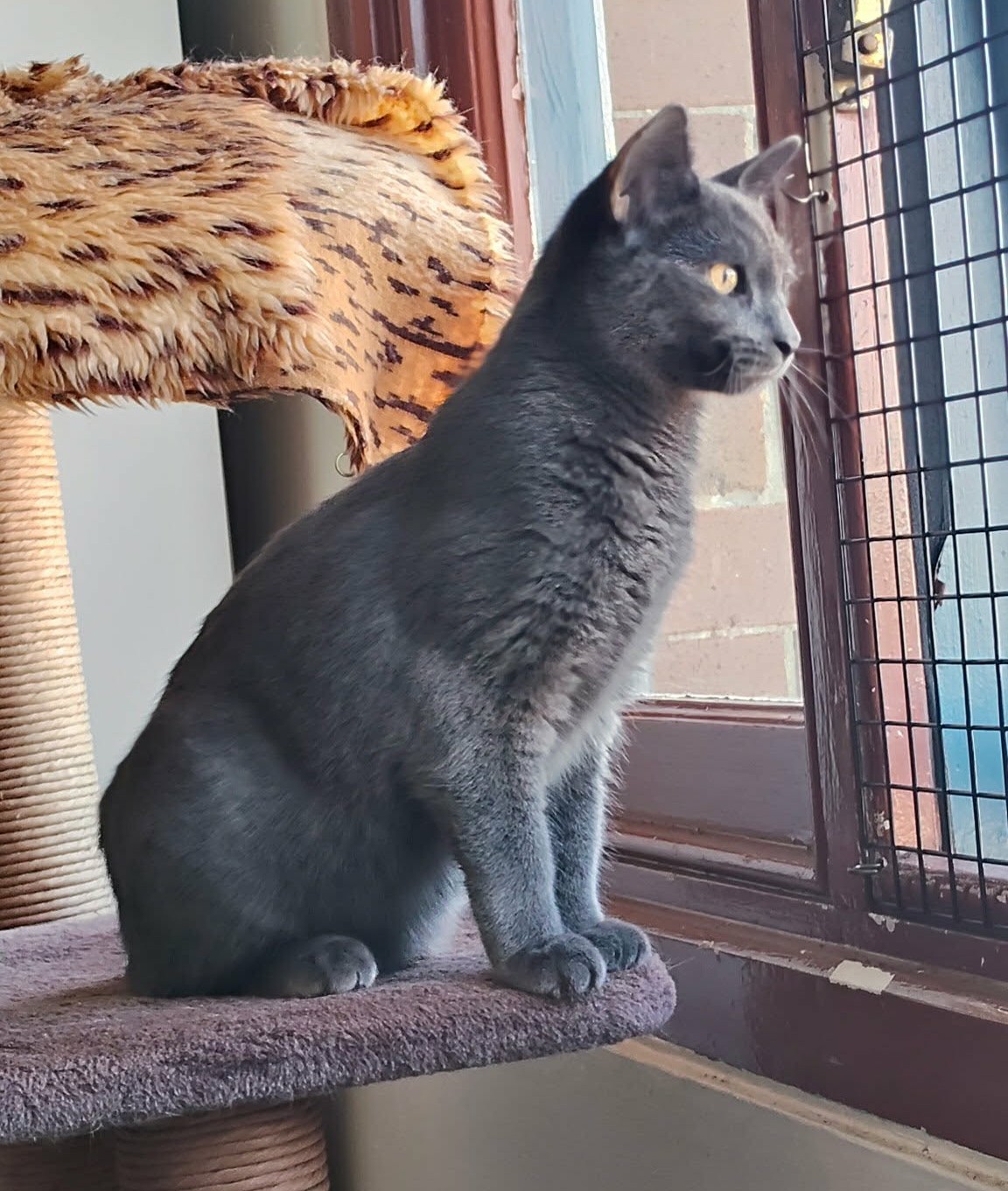 Happy Tails – Grayson…a furball of love