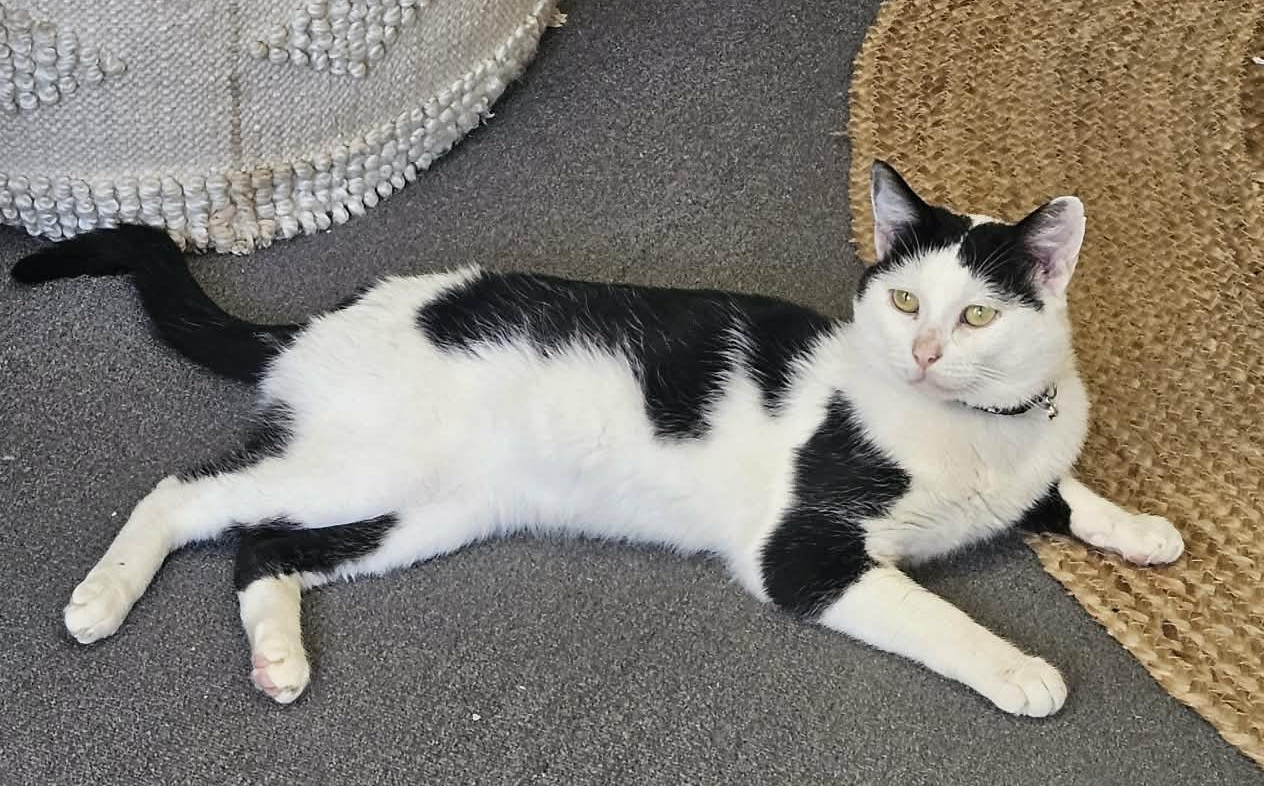 Happy Tails – Pedro (our Oreo)…on top of life