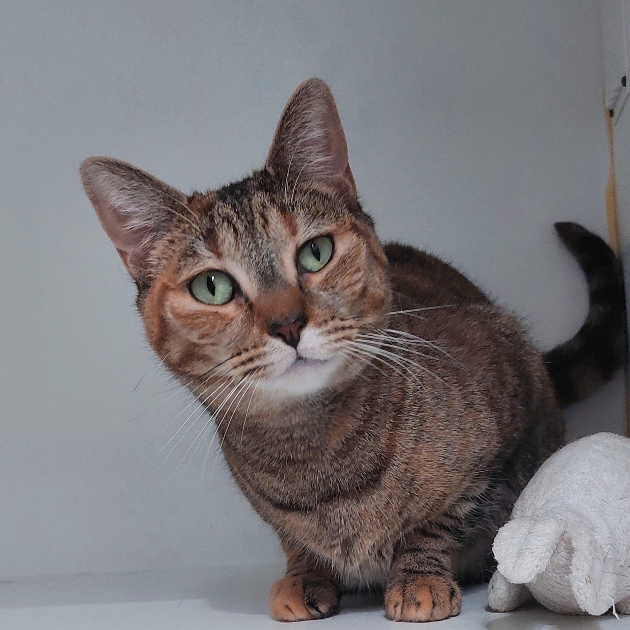 Elle - a gorgeous girl waiting for her chance