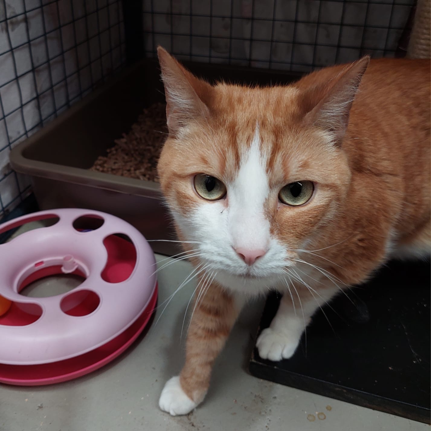 Mango and Truffle - two gentle sweethearts - Image 3