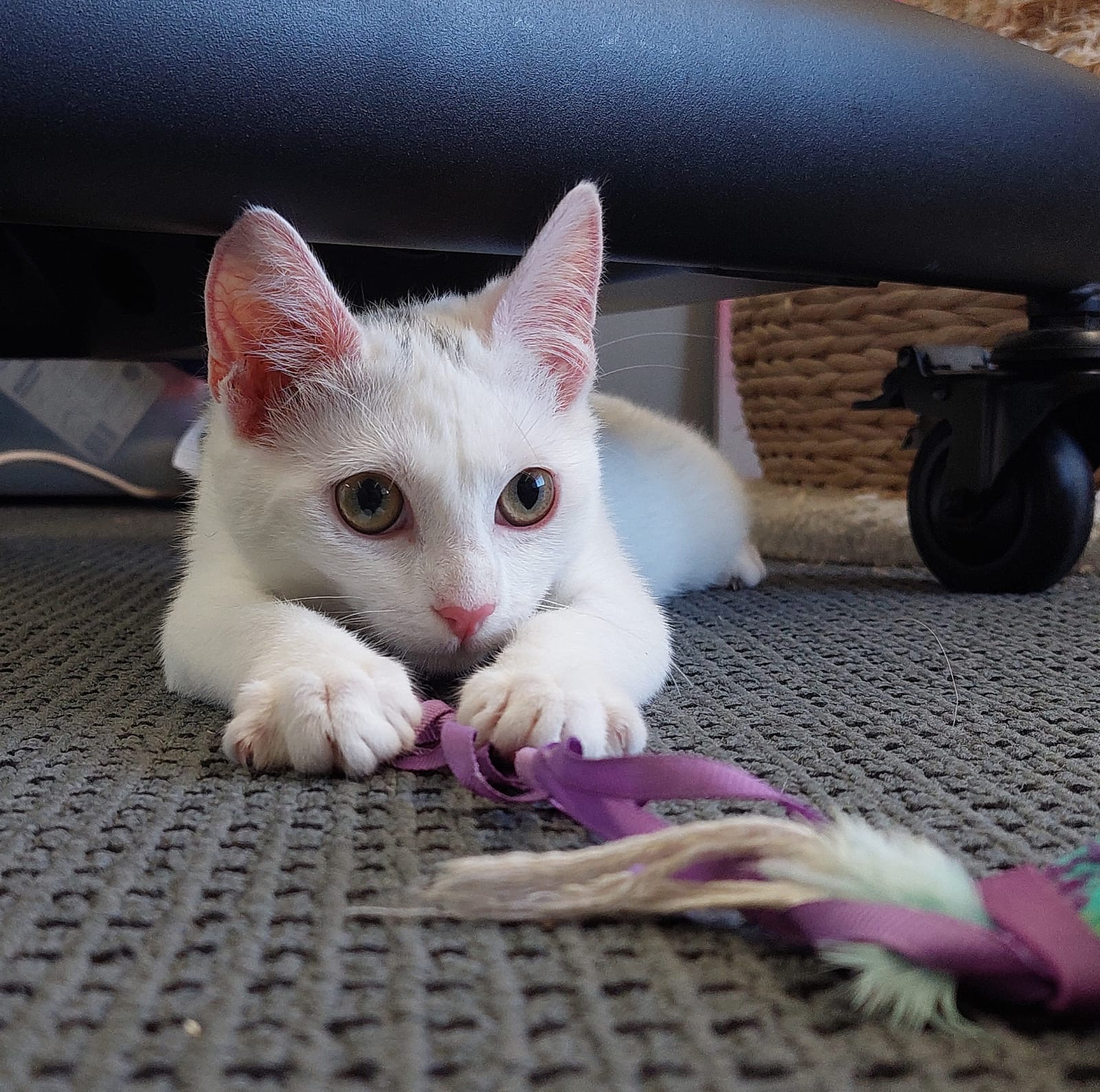 Persephone - energetic, inquisitive and irresistable - Image 2