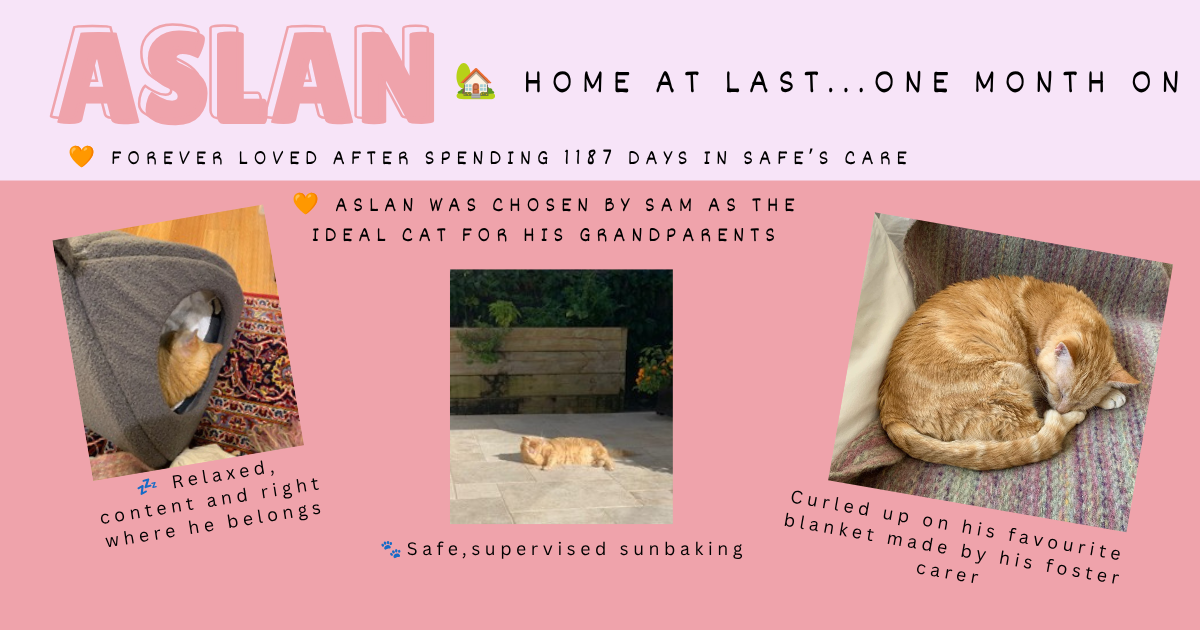 Happy Tails – Aslan home at last