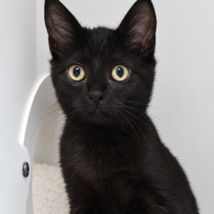 Apollo - a playful boy finding his confidence
