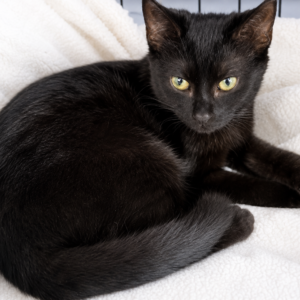 Speckles - gentle little soul