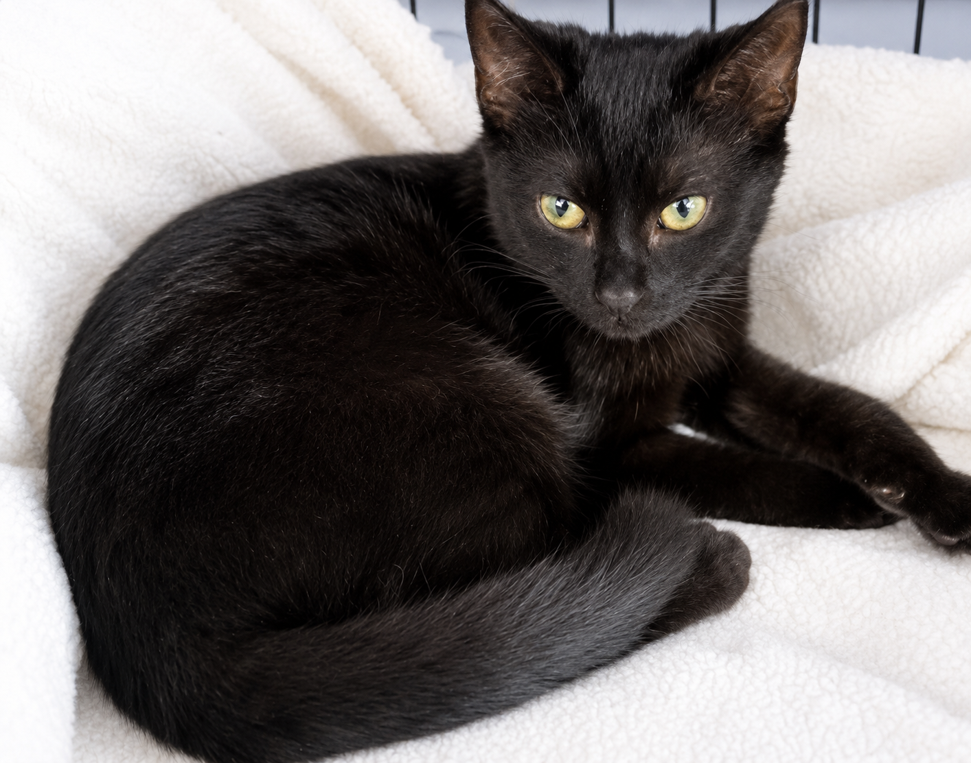 Speckles - gentle little soul
