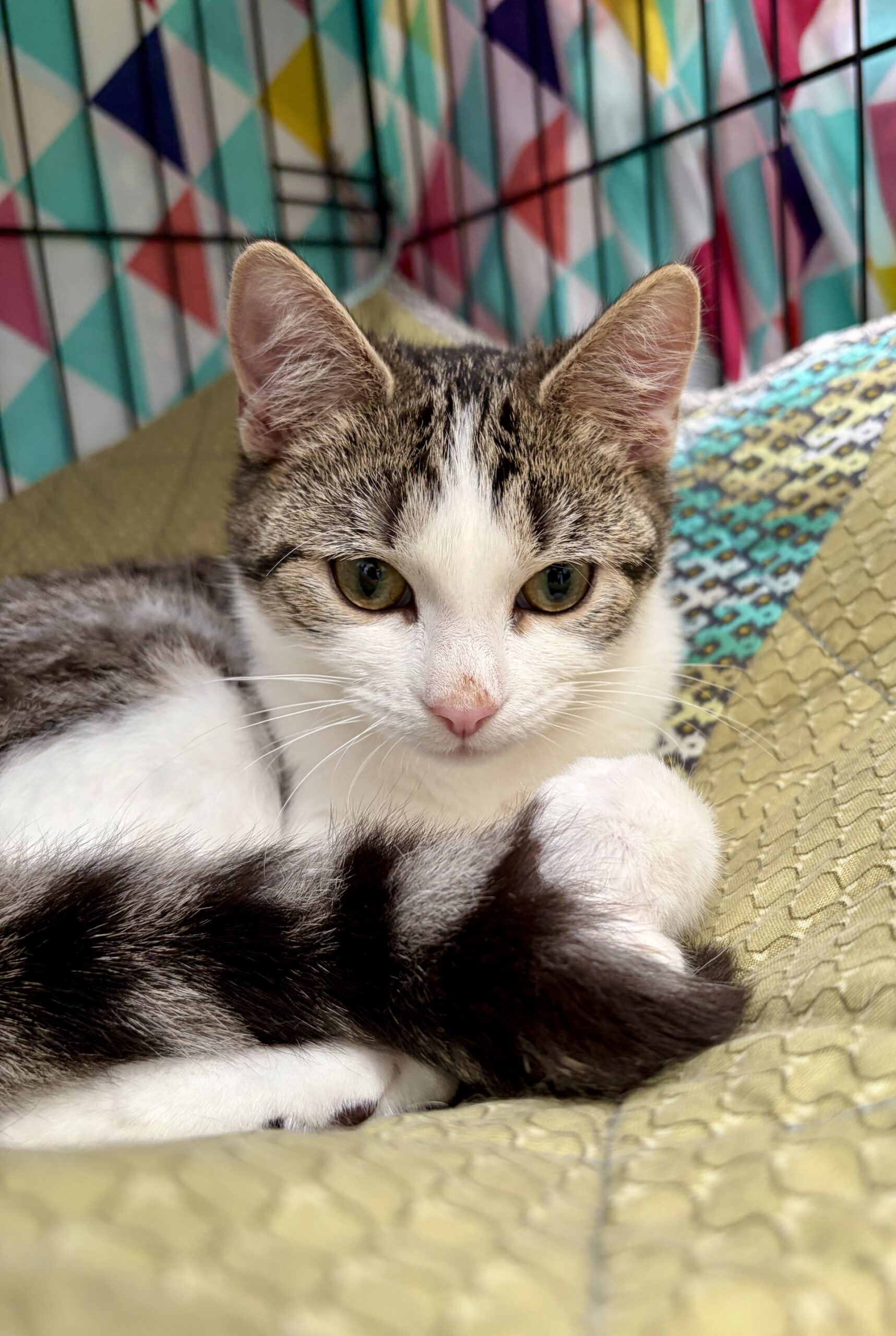 Gracie - a little bundle of love - Image 3